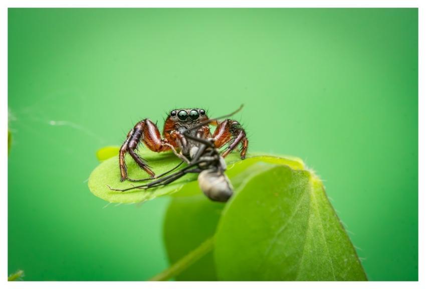 Animal Wildlife Nature Spider