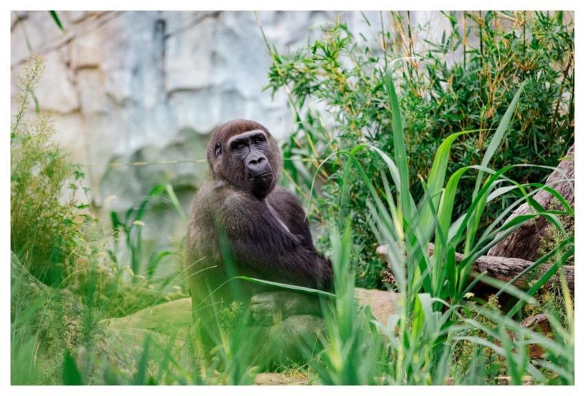 Animal Zoo Nature Wildlife