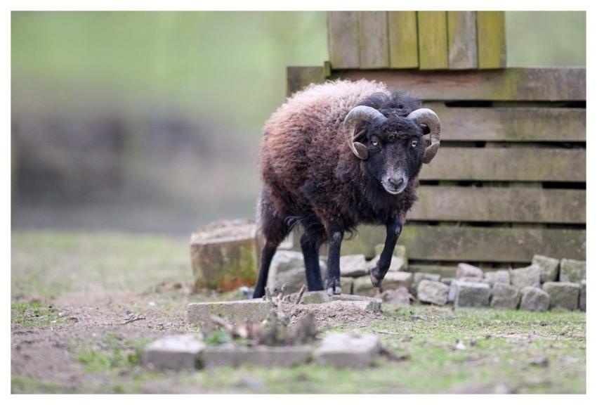 Ram Ouessant Animal Mammal