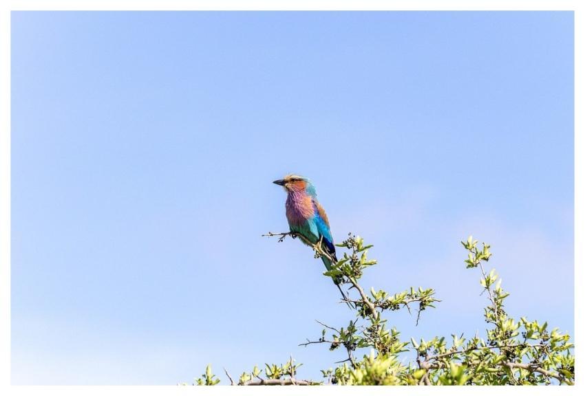 Lilac Breasted Roller Perched Bird Wildlife