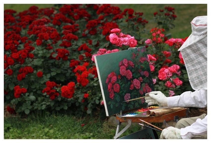 Rose Flowers Beautiful Flowers Flower Wallpaper