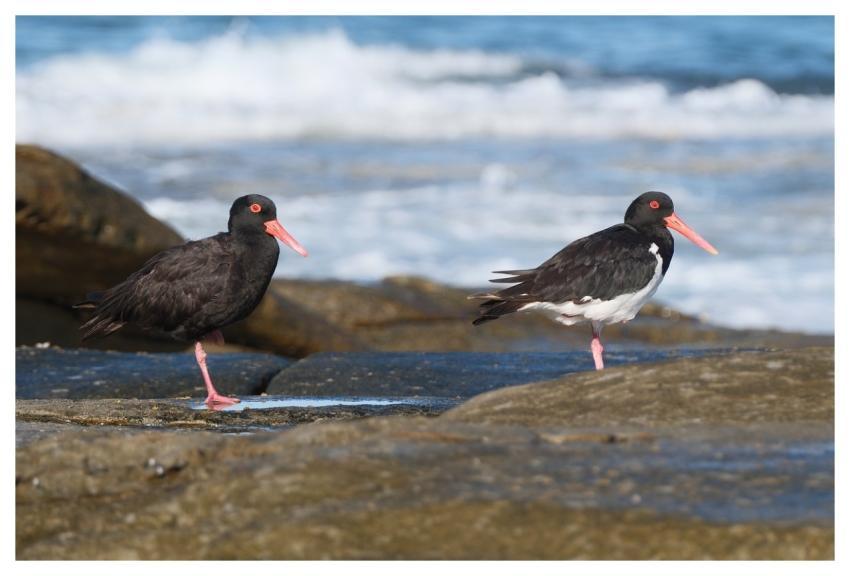 Oystercatcher Birds Nature Wildlife