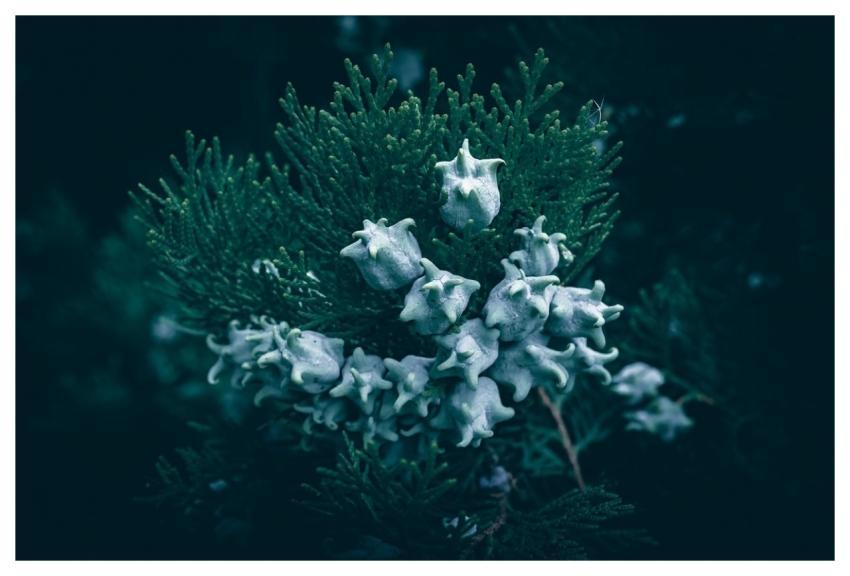 Thuja Free Wallpaper Hd Wallpaper Full Hd Wallpape