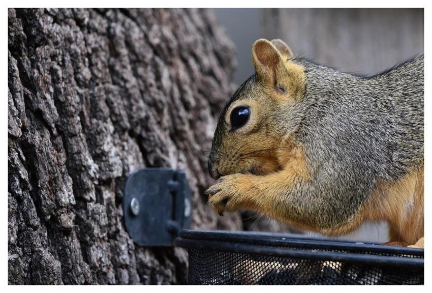 Squirrel Free Wallpaper 4K Wallpaper 1920X1080 Fox