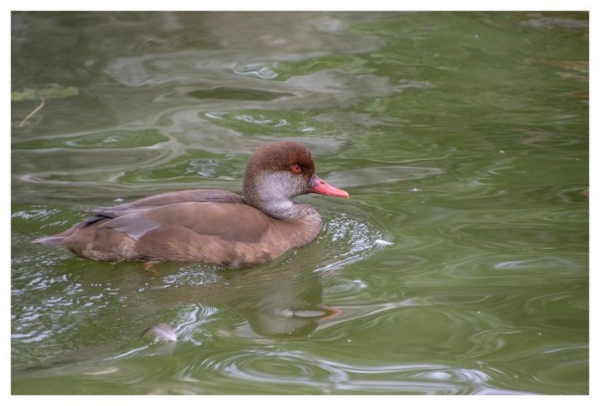 Pochard Duck Bird Waterfowl