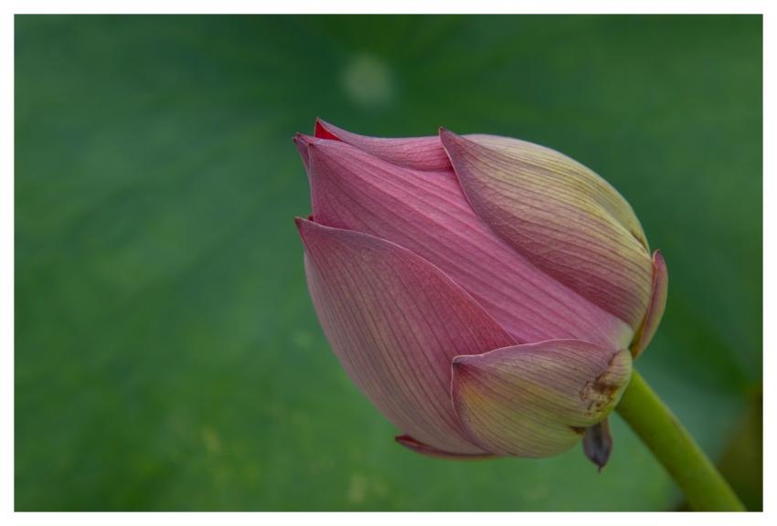 Lotus Flower Flora Beautiful Flowers