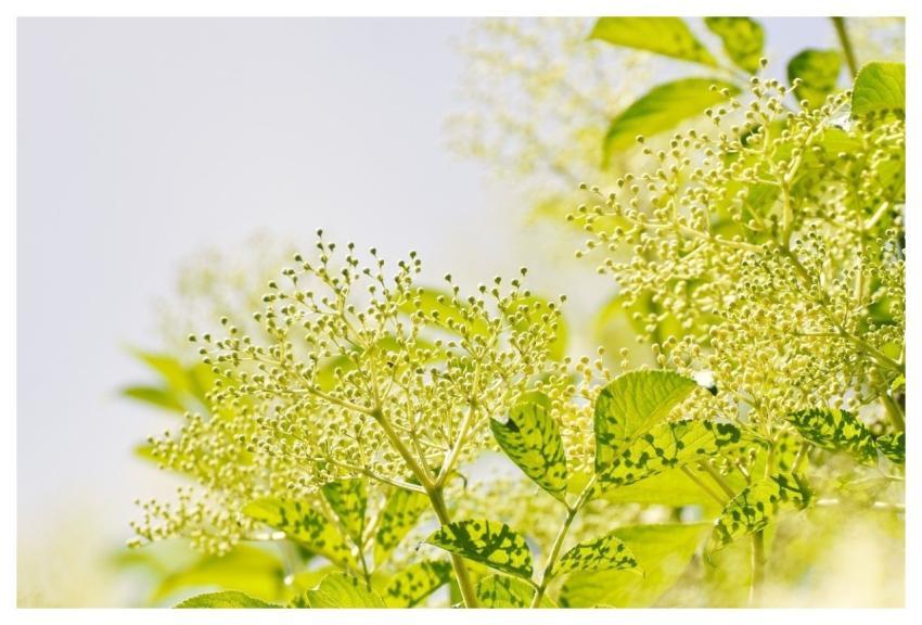 Elder Holder Bush Nature Berry