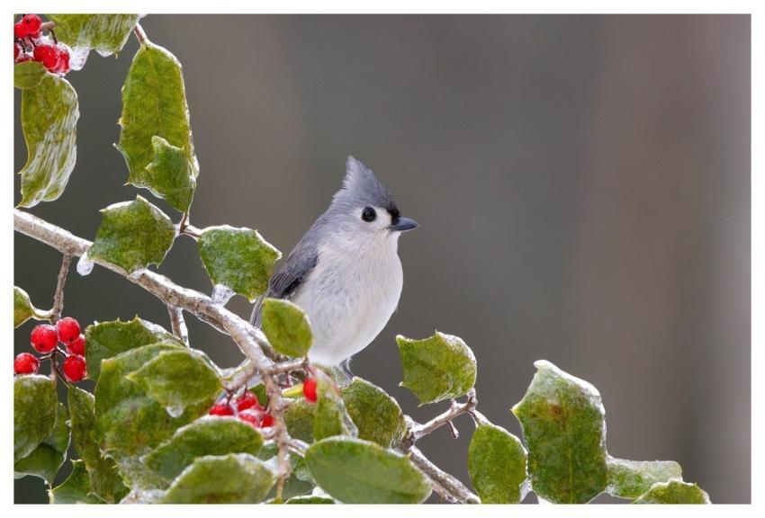 Titmouse Ice Winter Holly
