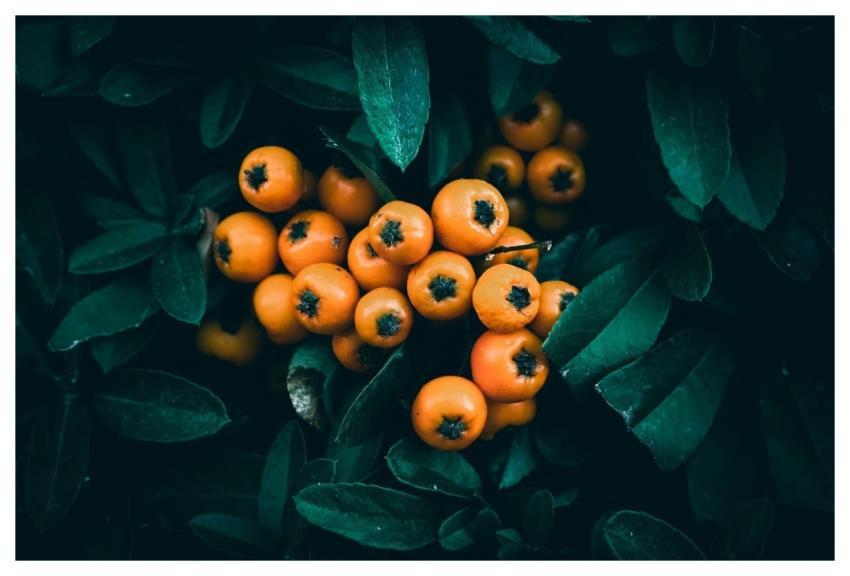 Orange Berries Leaves Free Wallpaper