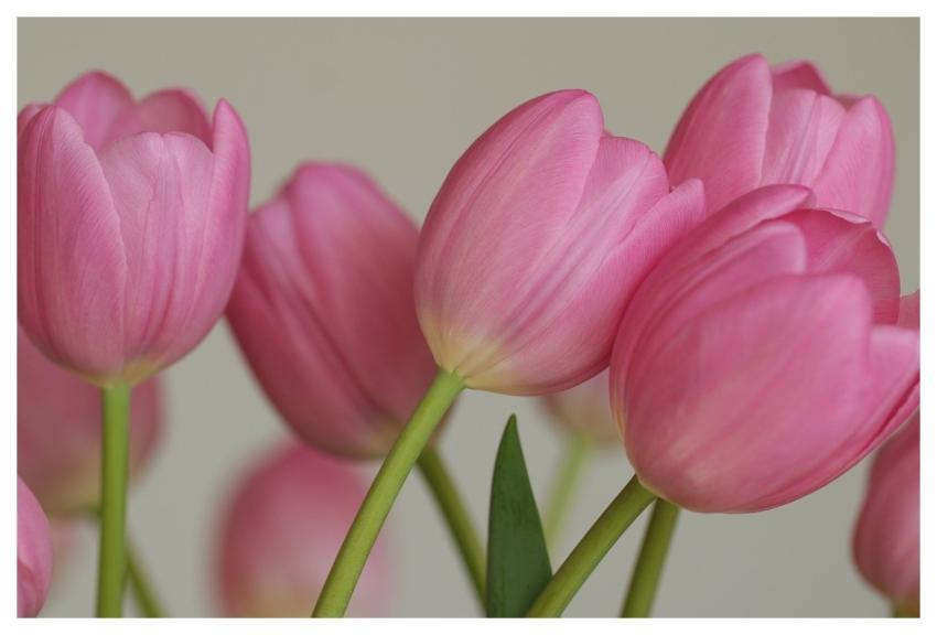 Flowers Beautiful Nature Tulips Nature Background