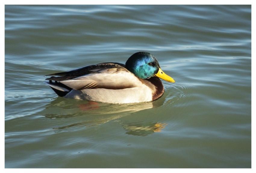 Wild Ducks Duck Bird Waterfowl