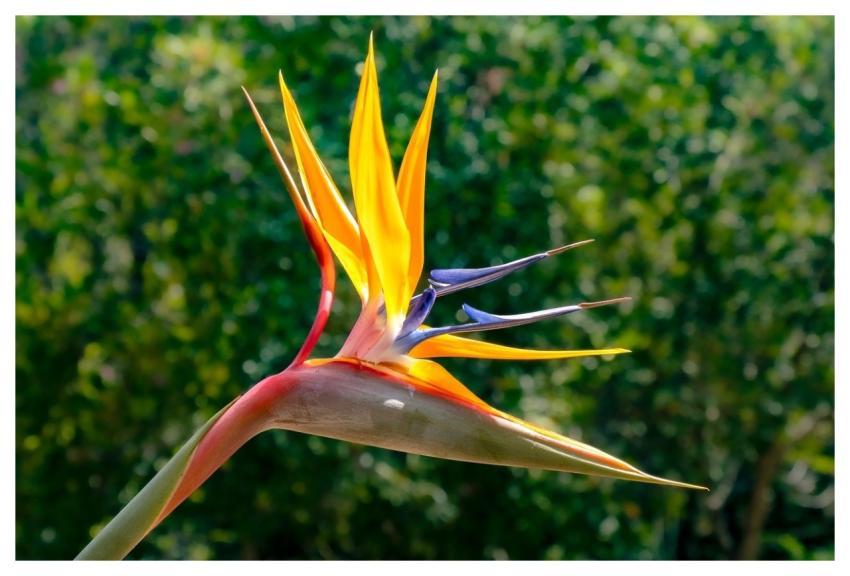 Strelizie Blossom Bloom Paradise Flower