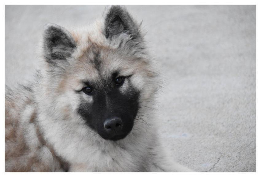 Eurasier Eurasier R'meline Animal Dog