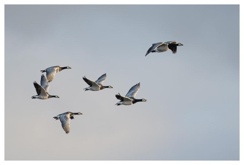 Nature Wildlife Plumage Ornithology