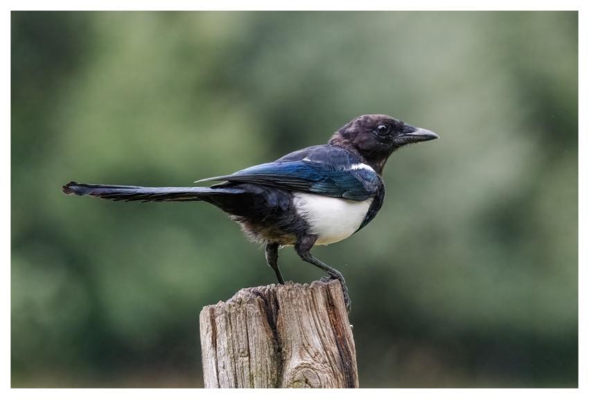 Bird Nature Wildlife Plumage