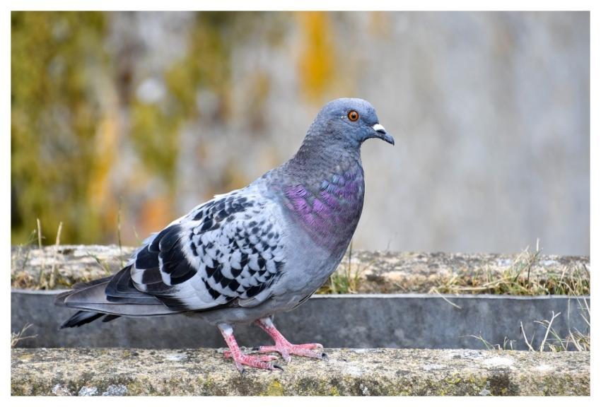 Pigeon Nature Bird Animal