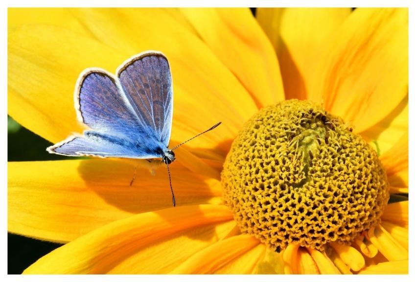 Butterfly Beautiful Flowers Insect Flower