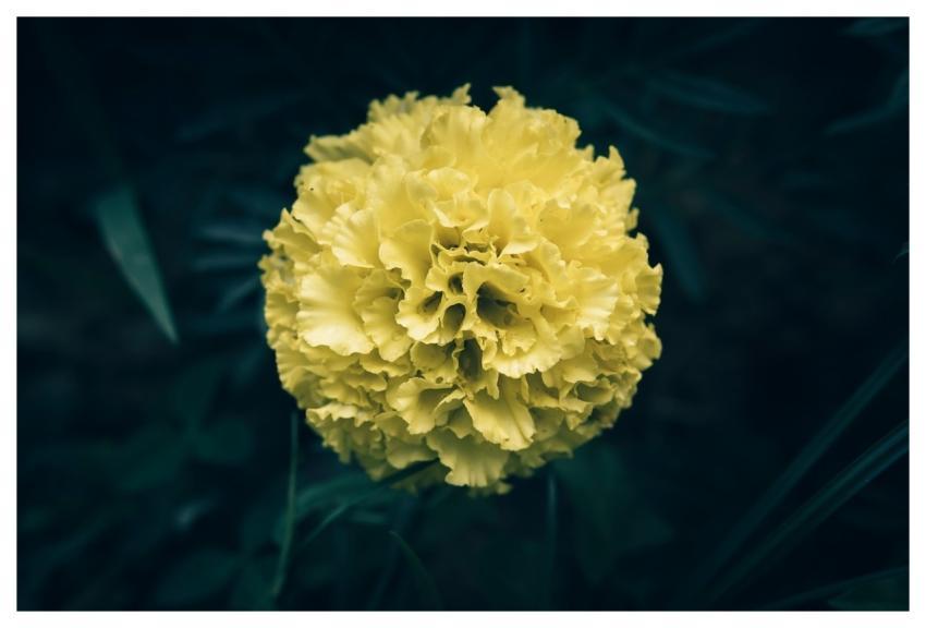 Flower Yellow Petals Garden