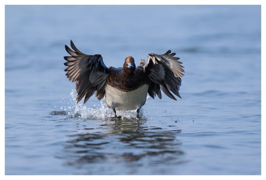 Bird Nature Animal Wildlife