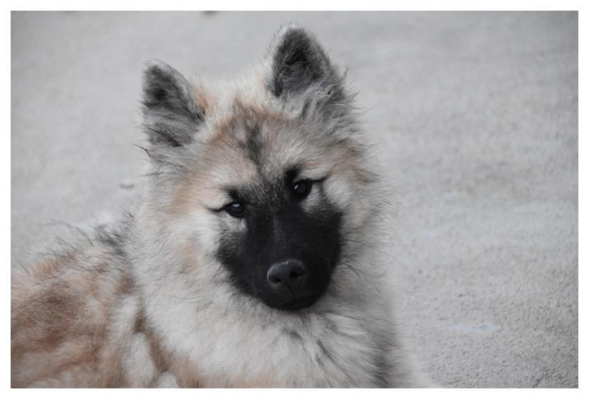 Eurasier Sand Eurasier Eurasier R'meline Animal