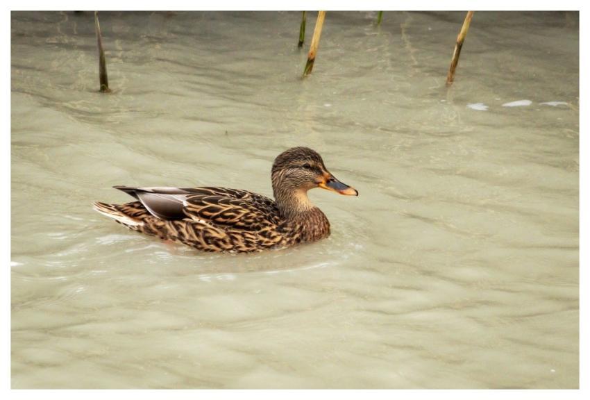 Wild Ducks Duck Bird Animal