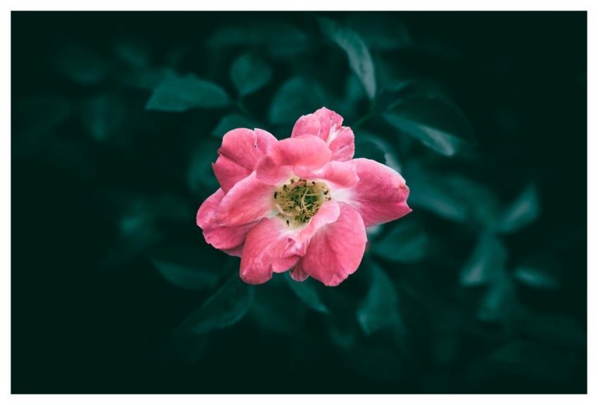 Pink Full Hd Wallpaper Flower Rose