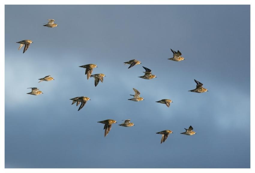 Nature Wildlife Plumage Ornithology