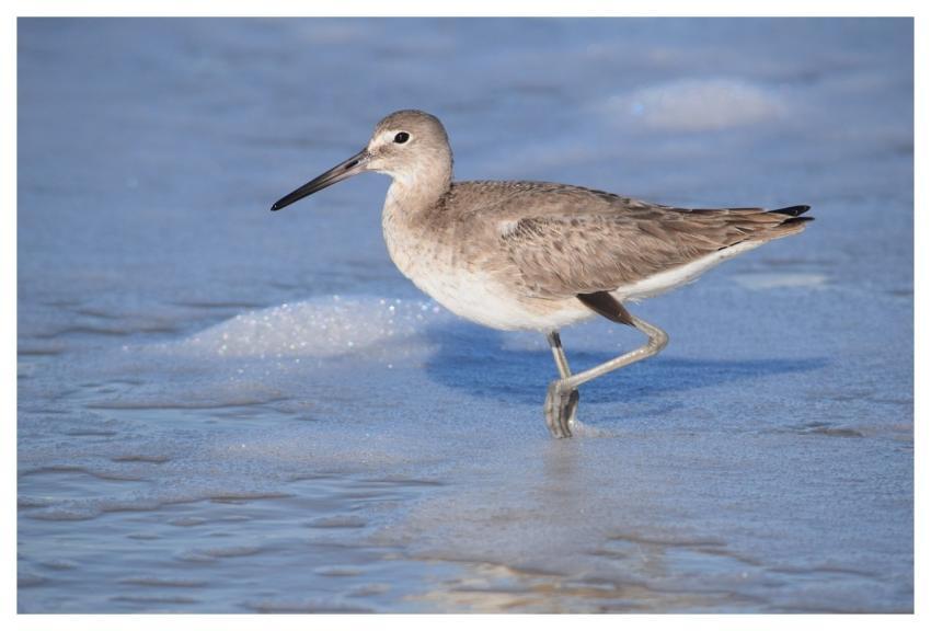 Animal Bird Willet Beach