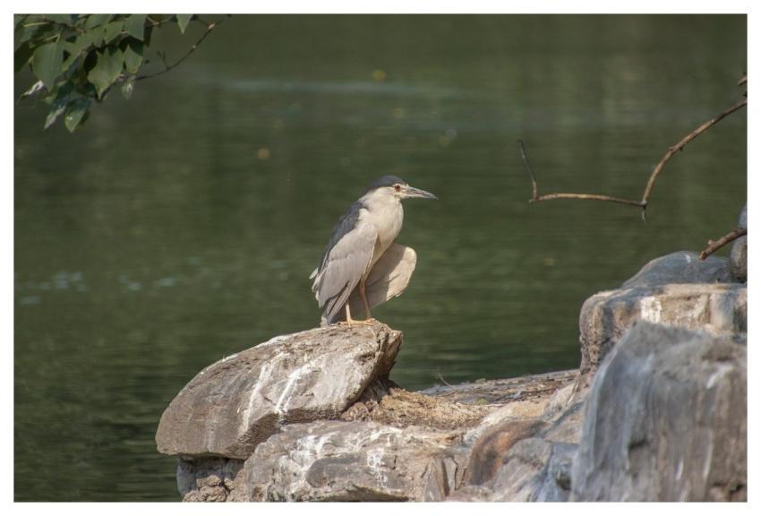 Night Heron Bird Ornithology Beak