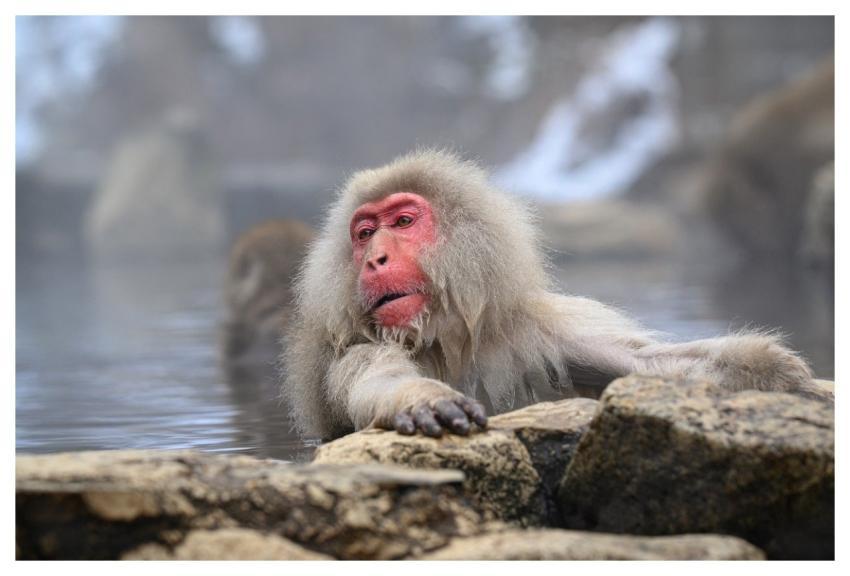 Snow Monkey Monkey Onsen Hot