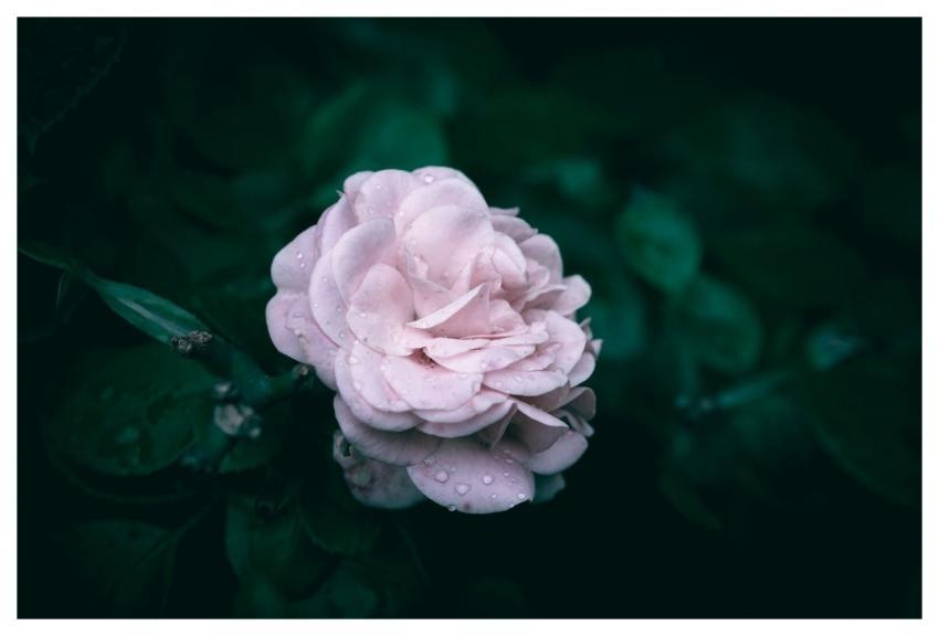 Flower Pink Rose Petals
