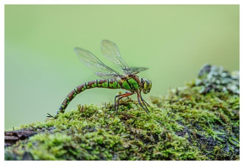 Dragonfly Nature Insect Wings