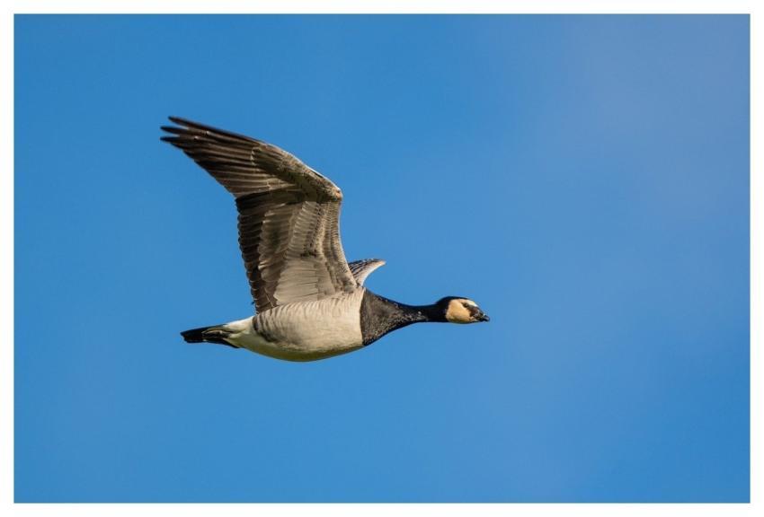 Bird Nature Wildlife Plumage