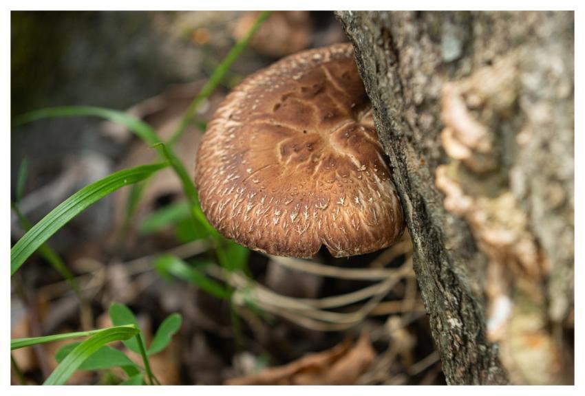 Mushroom Food Eat Korea