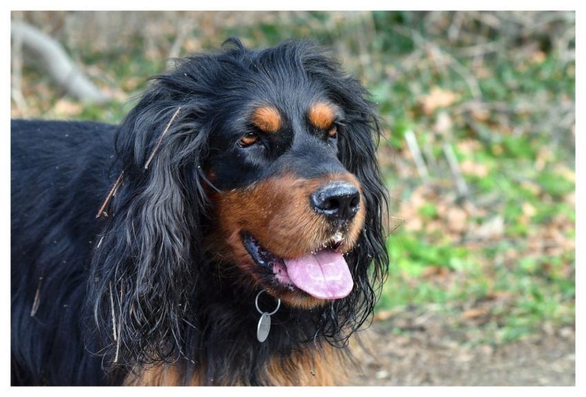 Dog Setter Gordon Animal