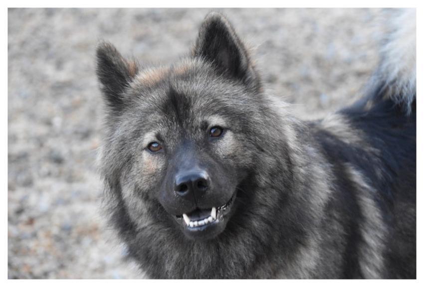 Eurasier Eurasier Plinn Cute Animal