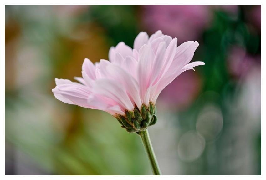Daisy Blooming Flower Delicate