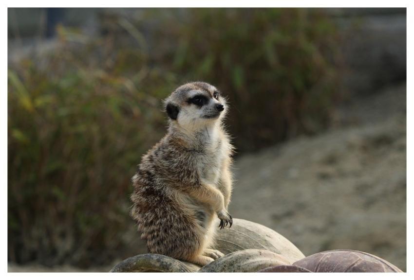 Animal Fauna Meerkat Mammal
