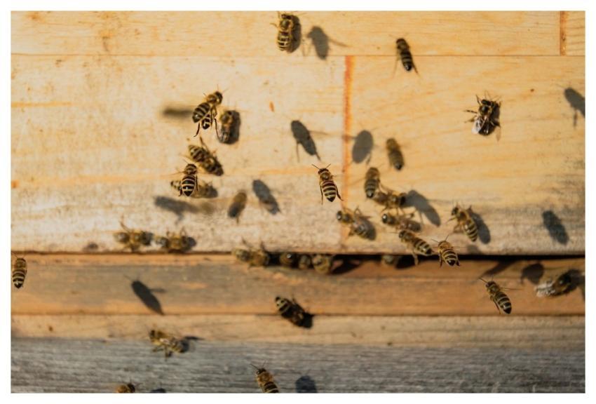 Beehive Bees Insects Honeybees