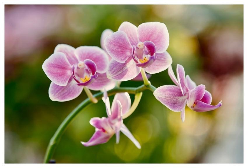 Orchid Flower Flower Wallpaper Flower Background