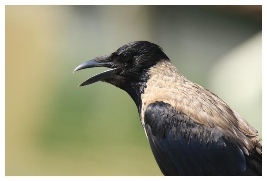 Bird Animal Nature Craw