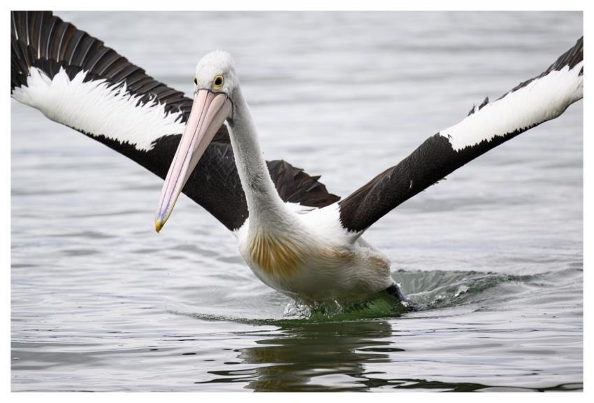 Australian Pelican Pelican Bird Waterbird