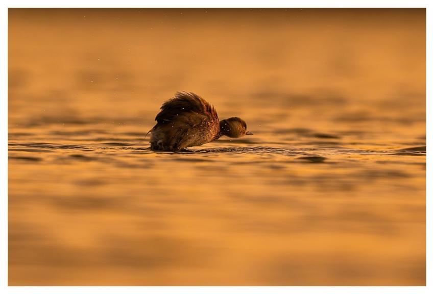 Bird Nature Animal Wildlife