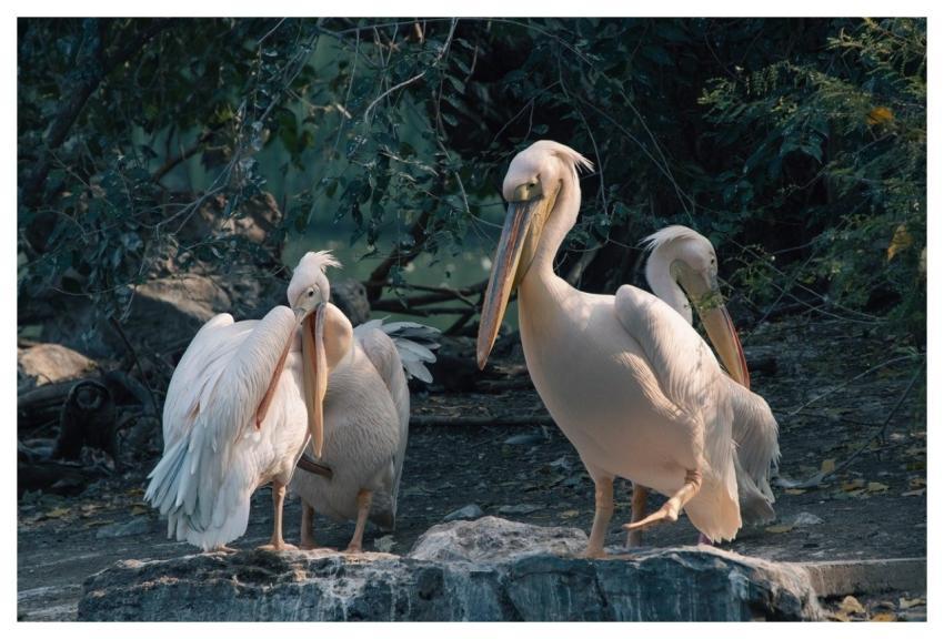 Pelican Birds Waterbirds Animals