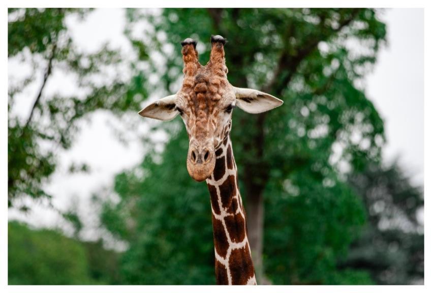 Animal Zoo Nature Wildlife