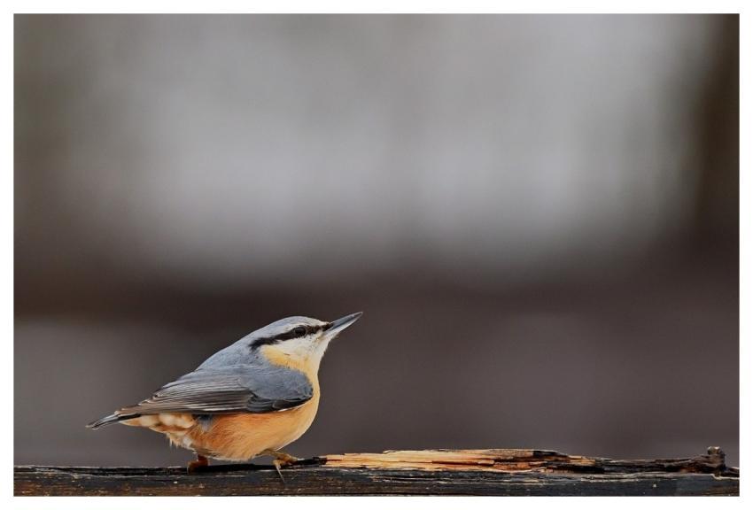 Bird Nuthatch Wings Nature