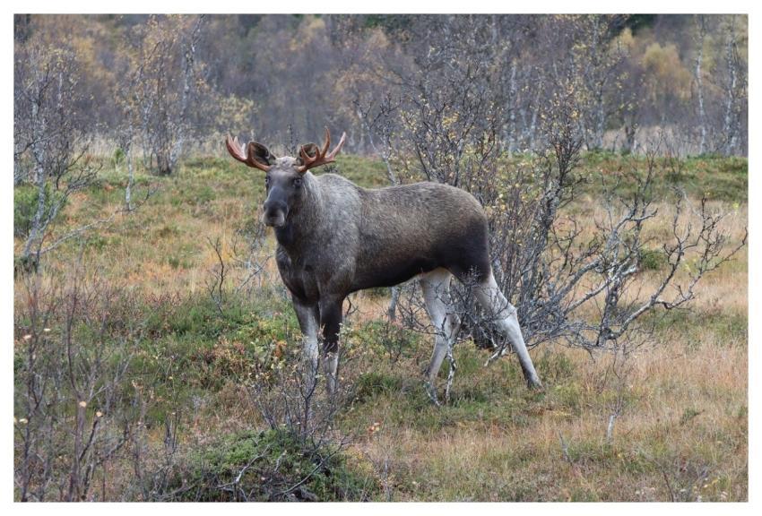 Moose Nature Norway Sweden