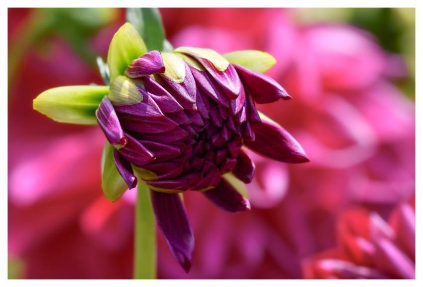 Dahlia Beautiful Flowers Flower Background Flower