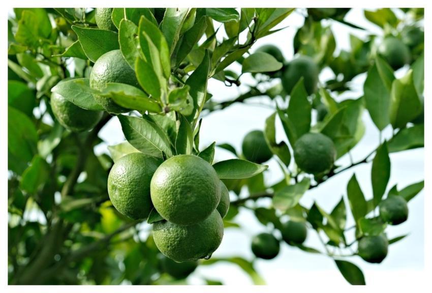 Lime Fruit Tree Leaves