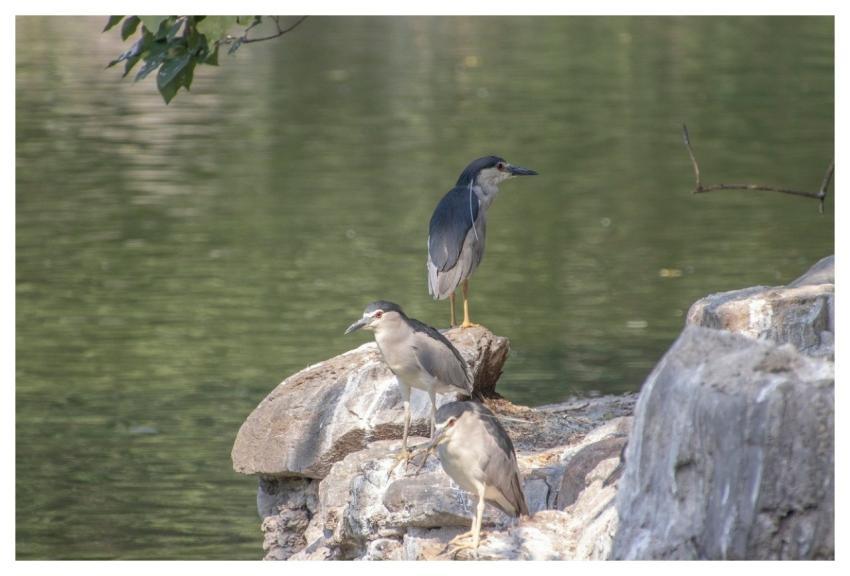 Night Heron Animals Waterbirds Ornithology